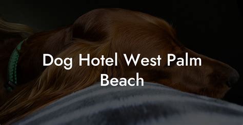 pet friendly hotels in west palm beach|Pet Friendly Hotels in West Palm Beach, FL